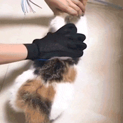 Guante quita pelos mascota, pelaje bien cuidado de su perro o gato | B — BRONGROUP